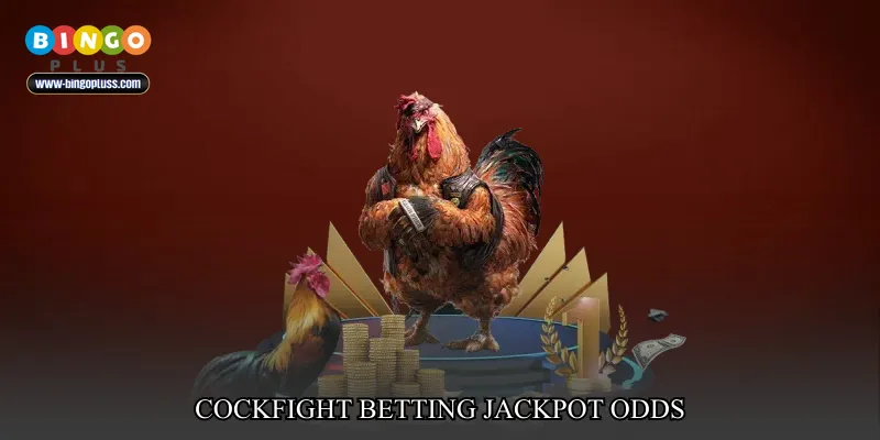 cockfight betting jackpot odds